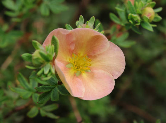 Potentille 'Double punch peach'