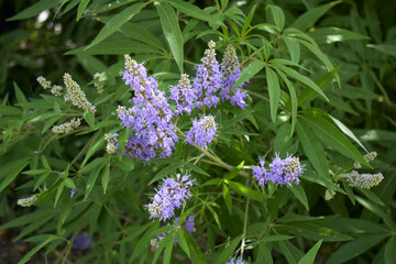 Arbre au poivre 'F latifolia'