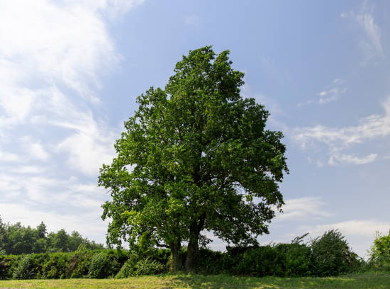 Érable champêtre