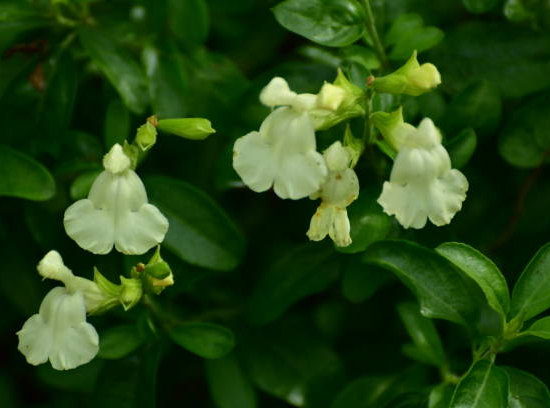 Sauge 'Lemon light'