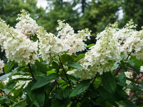 Hortensia paniculé 'Unique'