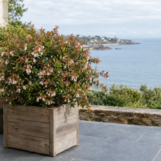 Abelia de chine 'Little richard' (Abelia zanderi) — arbuste fleuri en bac bois sur terrasse côtière · Photo d'illustration