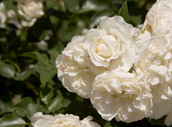 Rosier de banks 'Alba plena'