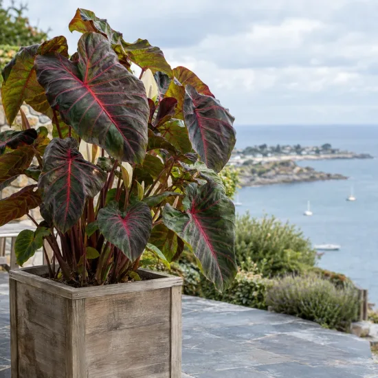 Colocasia 'Flocolegy' — grand feuillage nervuré rouge dans bac en bois · Photo d'illustration