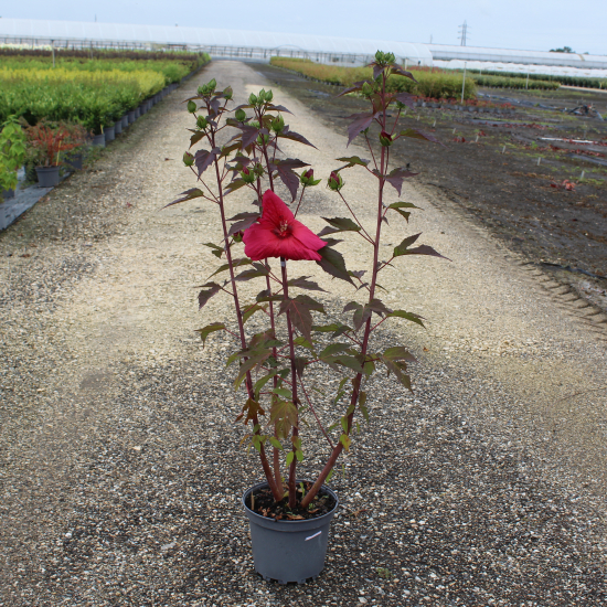 Hibiscus des marais 'Planet griotte'