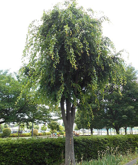 Orme lutèce 'Lutece'