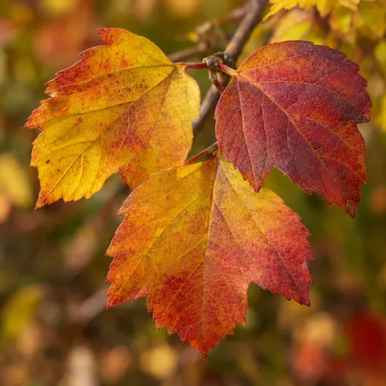 Viorne boule de neige 'Xanthocarpum' (Viburnum opulus) — gros plan sur feuilles aux teintes automnales · Photo d'illustration
