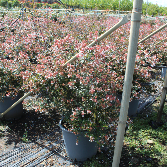 Abelia à grandes fleurs
