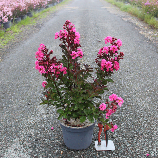 Lilas des indes 'Pink velour'