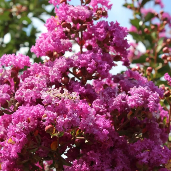 Lilas des indes 'Petit canaille mauve'