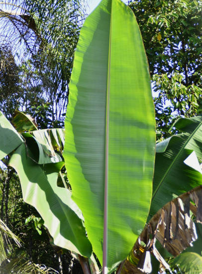 Bananier japonais 'Mekong giant'