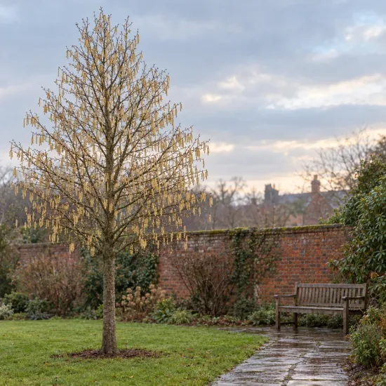 Noisetier de byzance (Corylus colurna) — arbre élancé à chatons pendants dans un jardin · Photo d'illustration