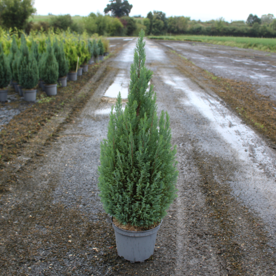Cyprès de lawson 'Ellwoodii'