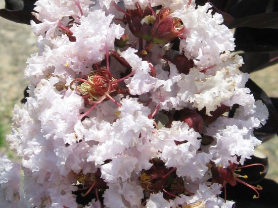 Lilas des indes 'Blush'