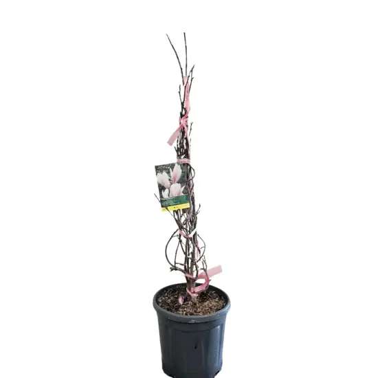 Magnolia de soulange (Magnolia soulangeana) — jeune plant dressé en pot noir · Pot 15L