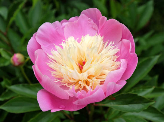 Pivoine 'Bowl of beauty rose'