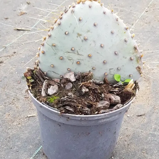 Oponce violette 'Santa rita' (Opuntia violacea) — raquette de cactus épineuse en pot plastique