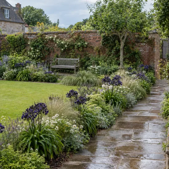 Agapanthe 'Magic' (Agapanthus) — massif fleuri le long d'une allée de jardin · Photo d'illustration