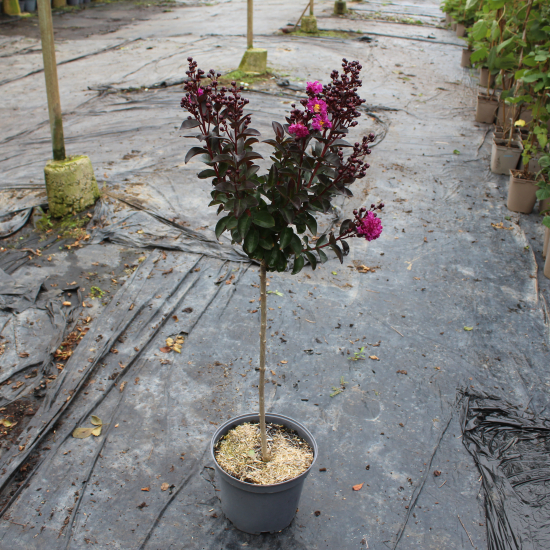 Lilas des indes 'Plum magic'