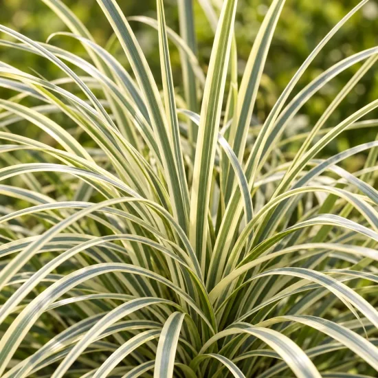 Lomandra 'White sand' — touffes de longues feuilles panachées arquées
