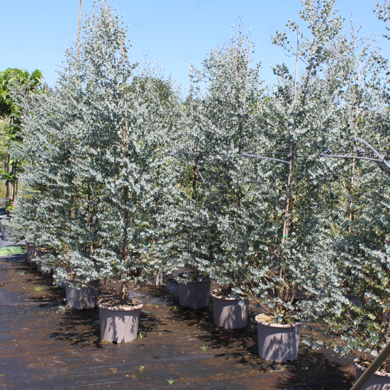Eucalyptus à feuilles rondes 'Azura'
