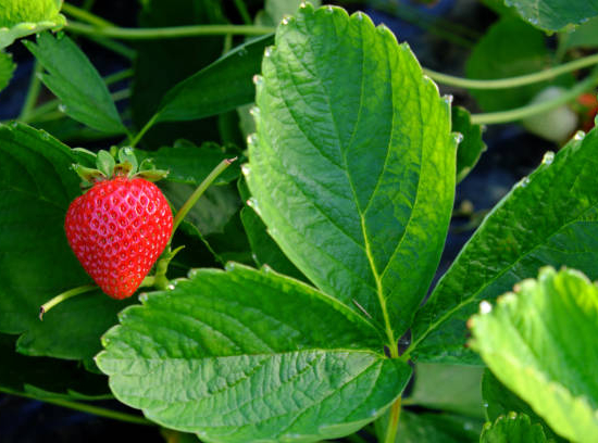 Fraisier 'Gariguette'