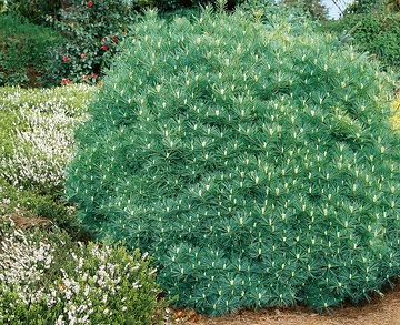 Pin blanc 'Minima'