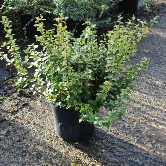 Fusain de fortune 'Emerald n gold'