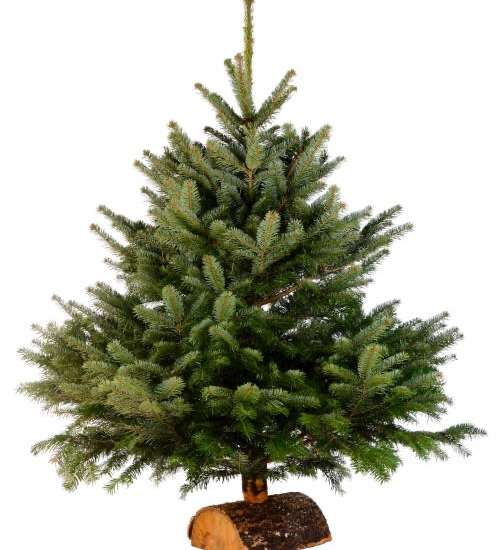 Sapin du caucase