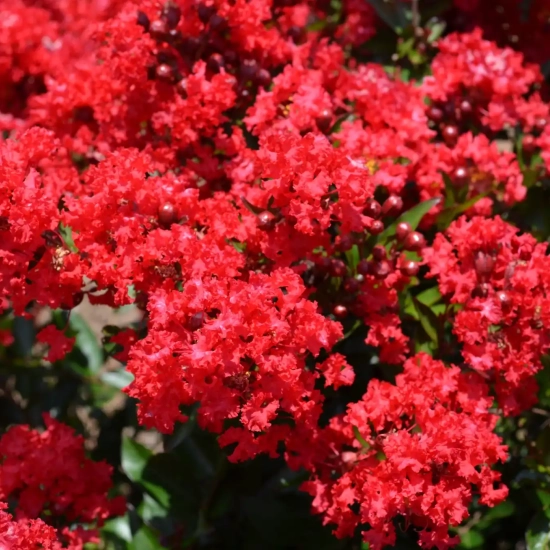 Lilas des indes 'Red magic'