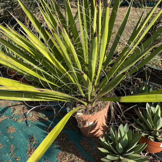 Dague espagnole géante