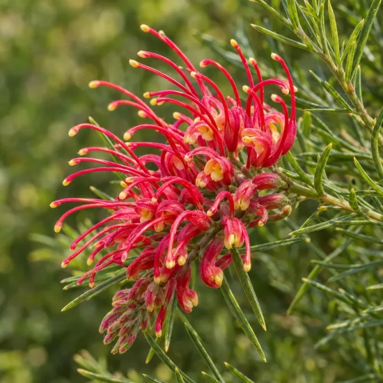 Grevillea 'Mason's hybrid' — inflorescence rouge aux étamines allongées, feuillage fin