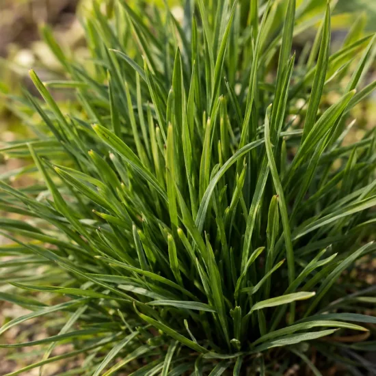 Plume du kansas 'Floristan weiss' (Liatris spicata) — touffe dense de feuilles étroites vertes · Photo d'illustration
