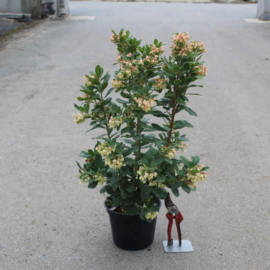 Arbre Aux Fraises Roselily