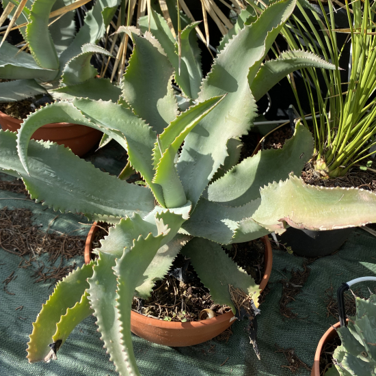 Agave gypsophila