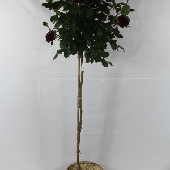 Rosier 'Hommage a barbara '