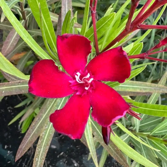 Laurier rose 'N° 6' (Nerium oleander) — fleur rouge à cinq pétales sur feuillage allongé