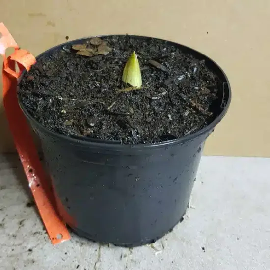 Ail géant de l'himalaya 'Globemaster' (Allium globemaster) — jeune bulbe pointant dans un pot noir · Pot 1.5L