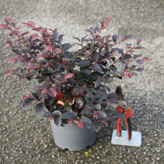 Loropétale de chine 'Ever red'