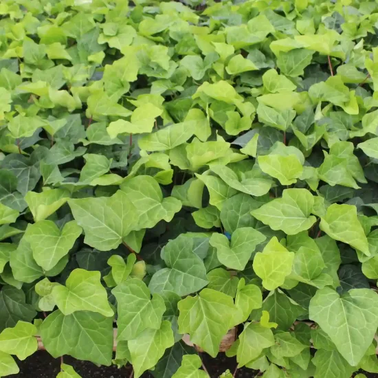 Lierre couvre-sol 'Bellecour ®' (Hedera) — tapis dense de feuilles vertes lobées · Pot 0.8L