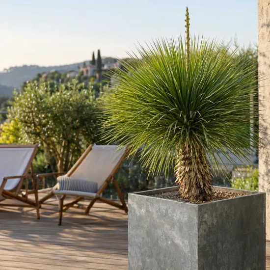 Dasylire 'Dr arroyo' (Dasylirion quadrangulatum) — plante graphique en pot sur terrasse ensoleillée