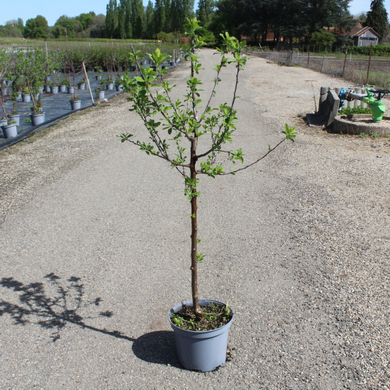Prunier Mirabelle de Nancy