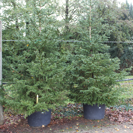 Epicéa commun 'Excelsa'