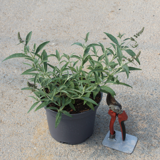 Arbre aux papillons magenta