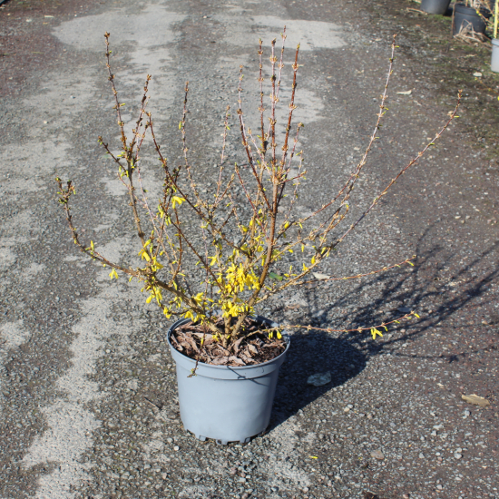 Forsythia 'Lynwood'