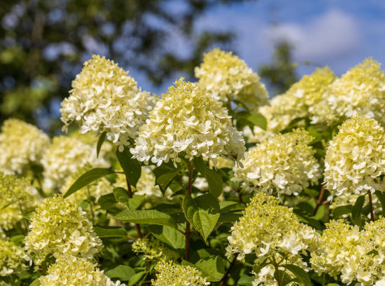Hortensia paniculé 'Silver dollar'