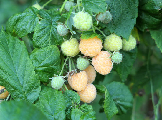 Framboisier 'Good as gold'