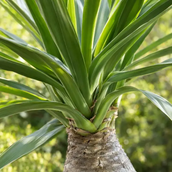 Yucca pied d'éléphant (Yucca elephantipes) — gros plan sur feuillage vert et tronc renflé