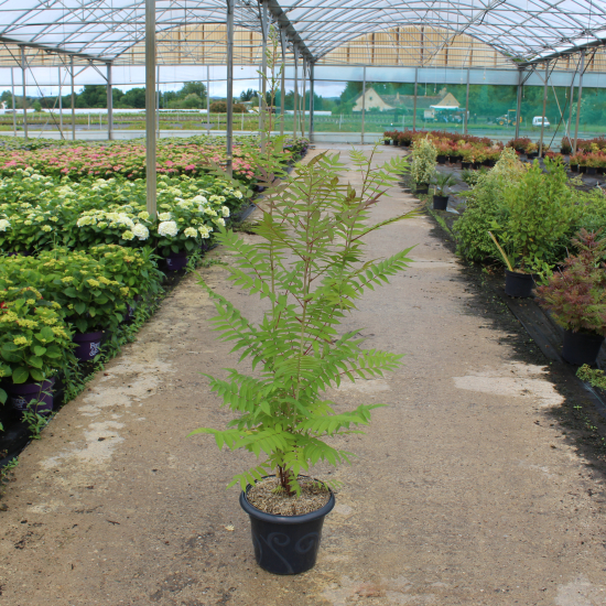 Fausse spirée à feuilles de sorbier 'Sem'