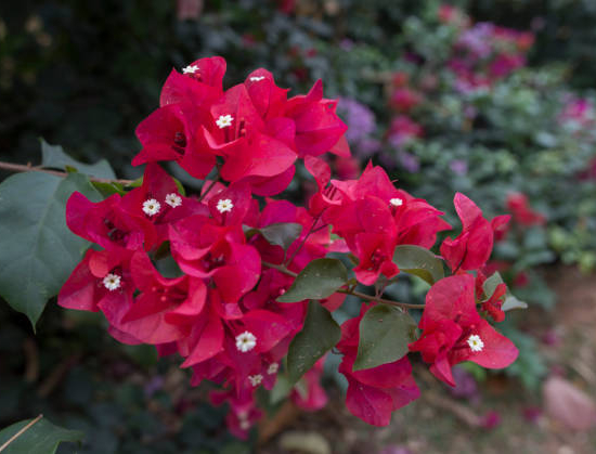 Bougainvilliée glabra sanderiana